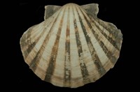 藏品(白碟海扇蛤)的圖片